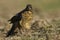 Falkland Thrush in the Falkland Islands