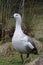 Falkland Upland Goose