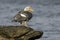 Falklands flightless streamer duck, Tachyeres brachypterus