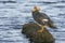 Falklands flightless streamer duck, Tachyeres brachypterus