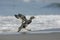 Falklands flightless streamer duck, Tachyeres brachypterus