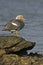 Falklands flightless streamer duck, Tachyeres brachypterus