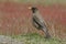 Falklands thrush, Turdus falcklandii falcklandii