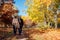 Fall activities. Senior couple walking in autumn park. Middle-aged man and woman hugging and chilling outdoors