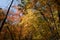 Fall in the Arboretum, Ann Arbor, Michigan USA