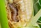 Fall armyworm on damaged corn with excrement