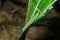 Fall armyworm Spodoptera frugiperda on corn leaf. Corn leaves damage by worms