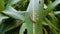 Fall armyworm (Spodoptera frugiperda) on corn leaves