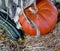 Fall Arrangement of a pumpkin, zucchini squash, hay and corn stalks