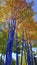Fall Art Aspen Trees in Breckenridge Colorado
