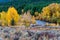 Fall Aspens Along a Wyoming River