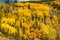 Fall Aspens in October in Colorado