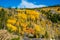 Fall Aspens in October in Colorado