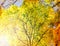 Fall autumn background trees in yellow foliage maple