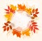 Fall Autumn Colorful Leaves Background