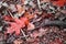Fall autumn colorful scenery on forest ground, dead leaves in red selective color