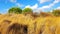 Fall autumn landscape with yellow field and blue sky.