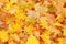 Fall / Autumn leaves background - Stock Photos