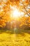 Fall, autumn, leaves background. Tree branch with autumn leaves of a maple on a blurred background. Landscape in autumn season