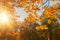 Fall, autumn, leaves background. Tree branch with autumn leaves of a maple on a blurred background. Landscape in autumn season