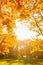 Fall, autumn, leaves background. Tree branch with autumn leaves of a maple on a blurred background. Landscape in autumn season