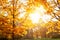 Fall, autumn, leaves background. Tree branch with autumn leaves of a maple on a blurred background. Landscape in autumn season