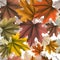 Fall Autumn Maple Leaves 3d Seamless Pattern. Leafy botanical vector autumn backgrpound. Drawing falling maple leaves ornaments.