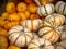 Fall And Autumn Unique Decor Pumpkins  And Gourds
