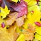 Fall background fron autumn colorful foliage