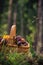 Fall basket full edible mushrooms forest