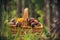 Fall basket full edible mushrooms forest