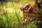 Fall basket full edible mushrooms forest