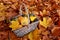 Fall basket of ornamental pumpkins with yellow leaf