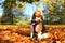 Fall beagle dog