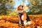 Fall Beagle dog