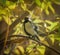 In the fall, a beautiful titmouse sits on a tree branch against an isolated background.Titmouse sitting on a branch in the forest