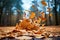 Fall beauty Yellow and colorful leaves scattered on the autumn ground