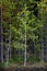 Fall Birch Aspen Tree in Forrest Wilderness