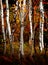 Fall Birch Trees