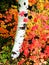 Fall Birch Trees with Autumn Leaves in Background