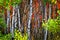 Fall Birch Trees with Golden Leaves