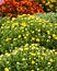 Fall blooming chrysanthemums in bloom