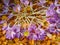 Fall-blooming crocuses Crocus sativus