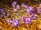 Fall-blooming crocuses Crocus sativus
