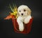 Fall Cavachon Puppy