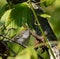 Fall Chestnut Sided Warbler