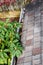 Fall cleaning, rooftop view of gutter full of leaves and pine needles, Rhododendron branches overhanging gutter, garden and fence