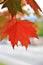 Fall Color, Autumn leaves in Coal Harbour, Downtown Vancouver, British Columbia