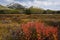 Fall Color in Canadian Rockies