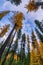 Fall Color Larch Trees in Oregon